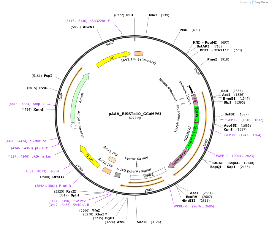213818-plasmid-map-sequence-id-421868