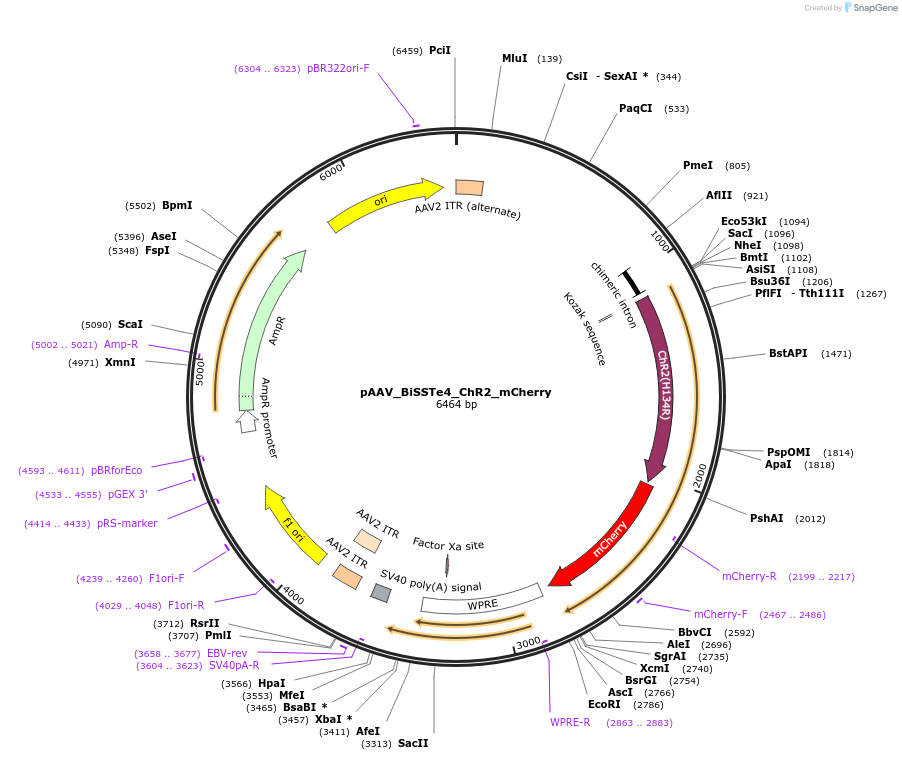 213945-plasmid-map-sequence-id-421869