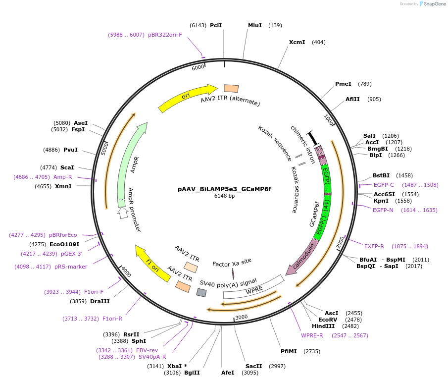 213917-plasmid-map-sequence-id-421870