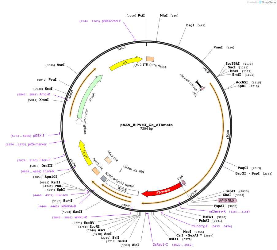 213942-plasmid-map-sequence-id-421871