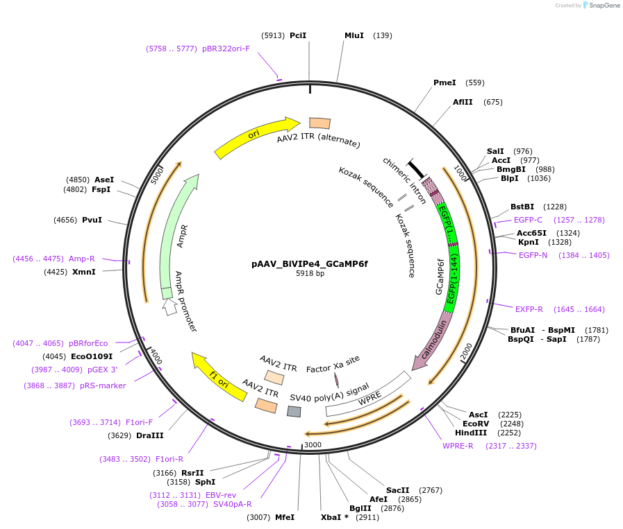 213859-plasmid-map-sequence-id-421872