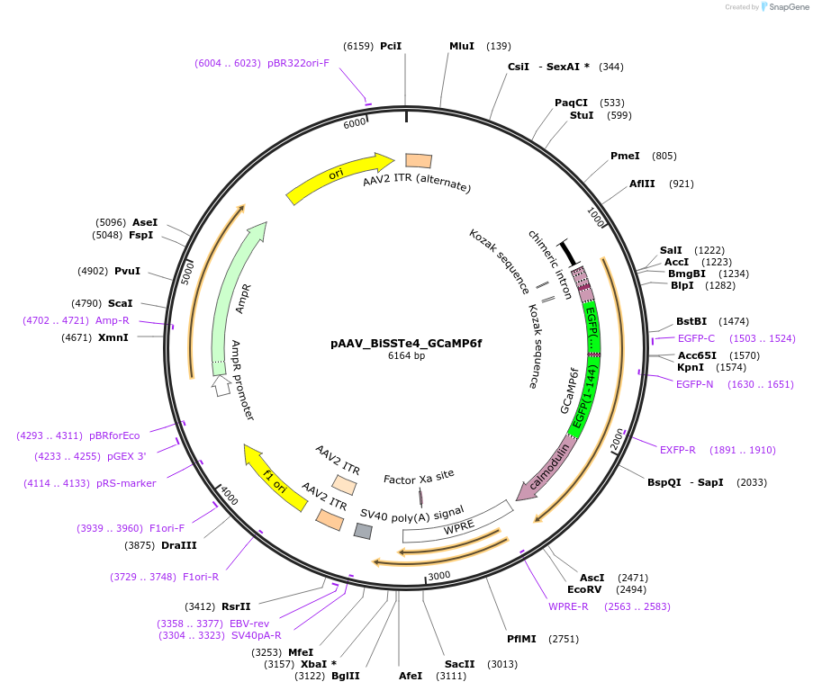 213947-plasmid-map-sequence-id-421881