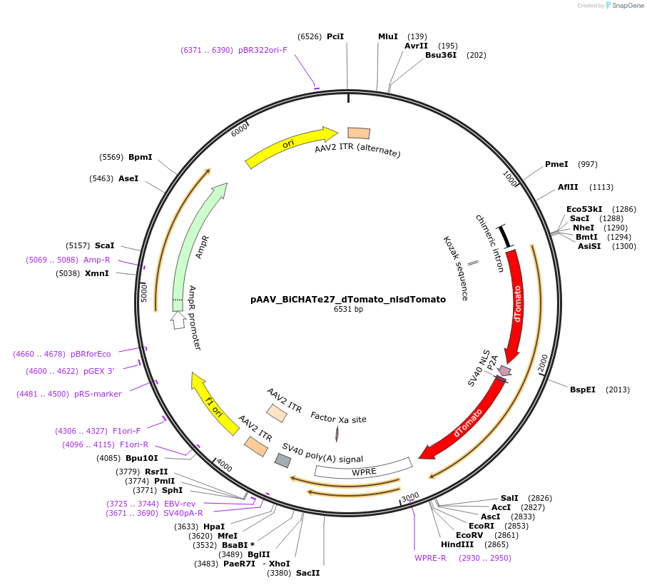 213829-plasmid-map-sequence-id-421885