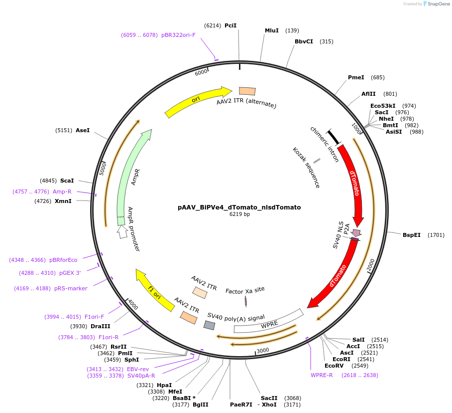 213936-plasmid-map-sequence-id-421887