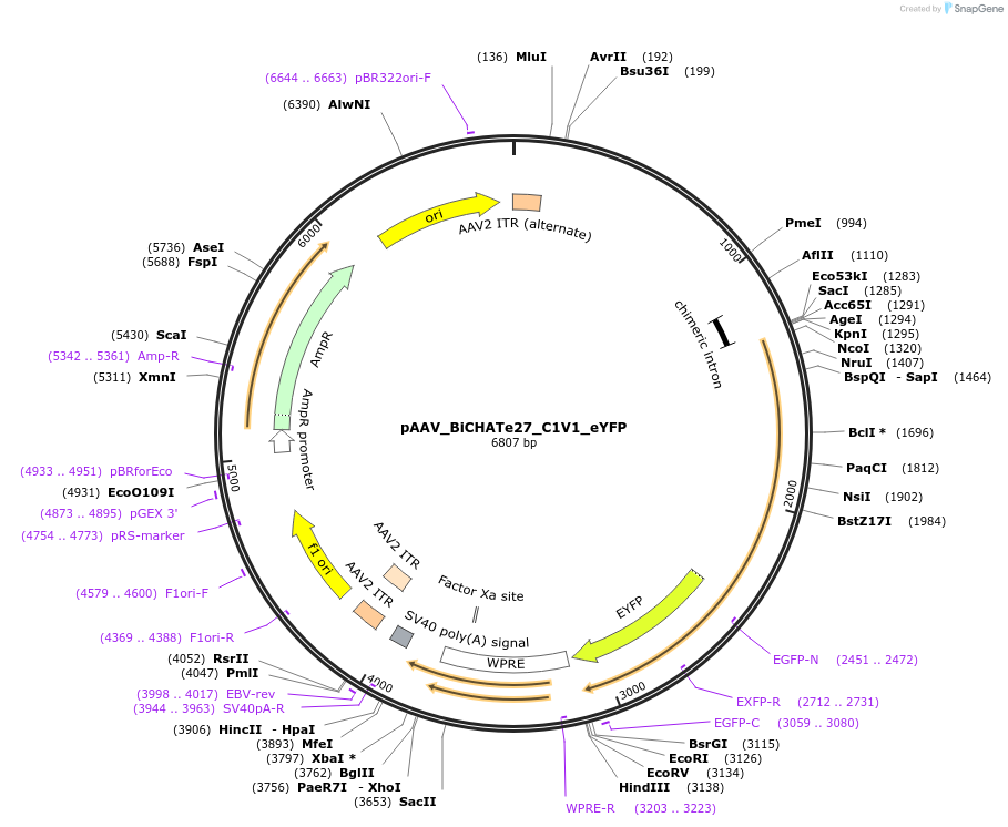 213831-plasmid-map-sequence-id-421890
