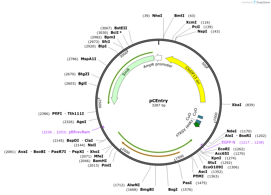 207672-plasmid-map-sequence-id-421892