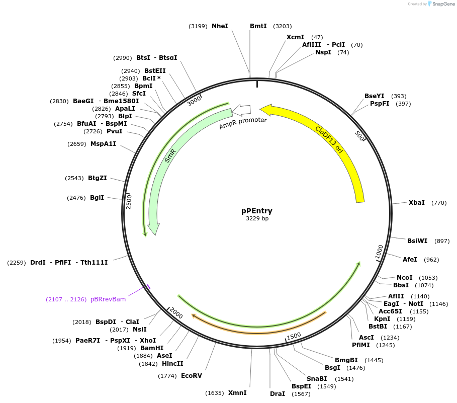 207673-plasmid-map-sequence-id-421896