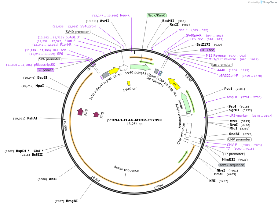 69009-plasmid-map-sequence-id-421906