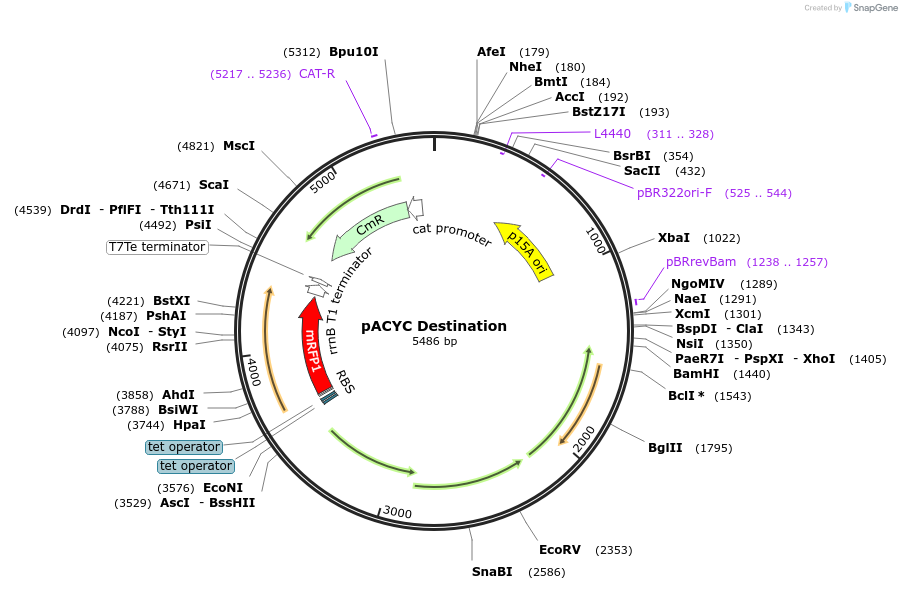 207675-plasmid-map-sequence-id-421910