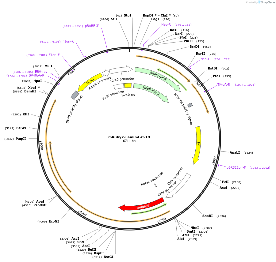 55901-plasmid-map-sequence-id-421916