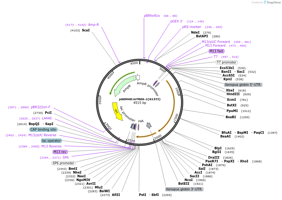 133272-plasmid-map-sequence-id-421918