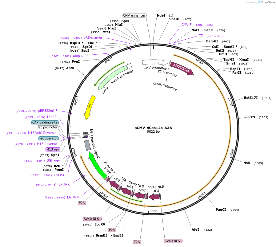 193638-plasmid-map-sequence-id-421920