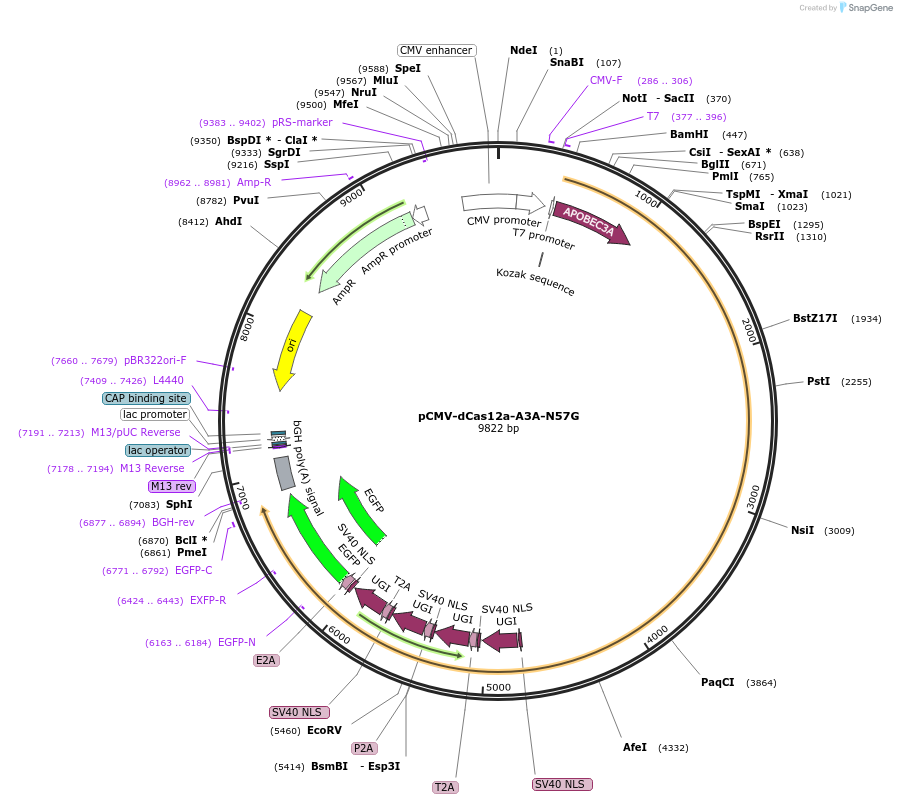193639-plasmid-map-sequence-id-421922