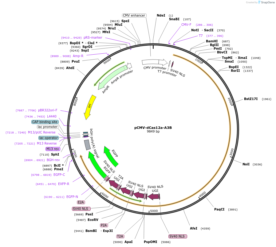 193642-plasmid-map-sequence-id-421940