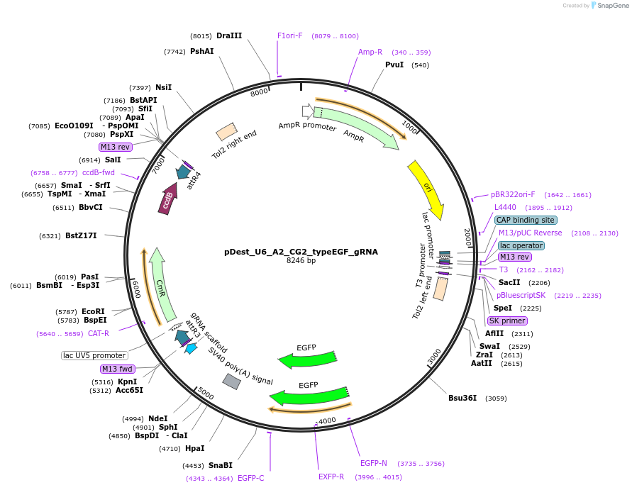 199386-plasmid-map-sequence-id-421942