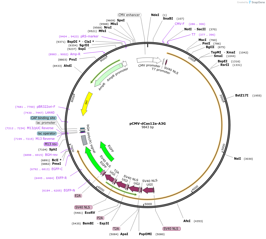 193643-plasmid-map-sequence-id-421943