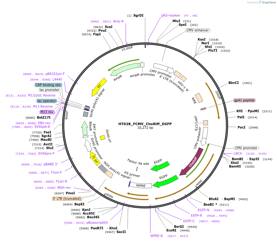 208605-plasmid-map-sequence-id-421944