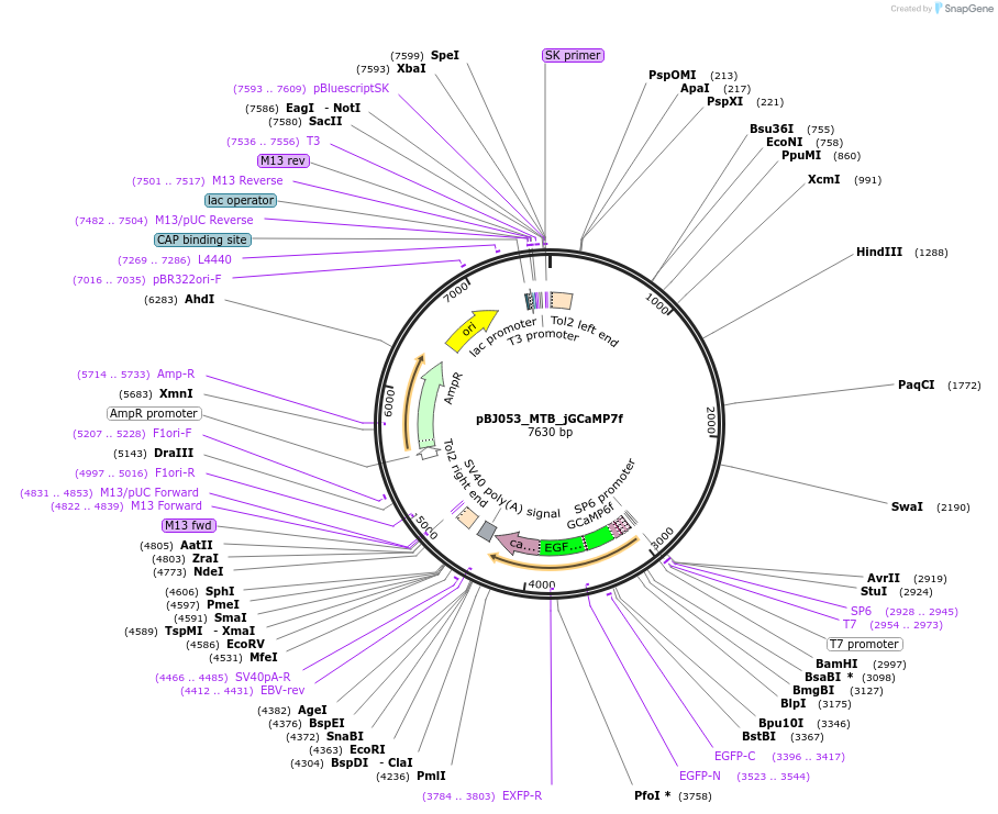 209280-plasmid-map-sequence-id-421945