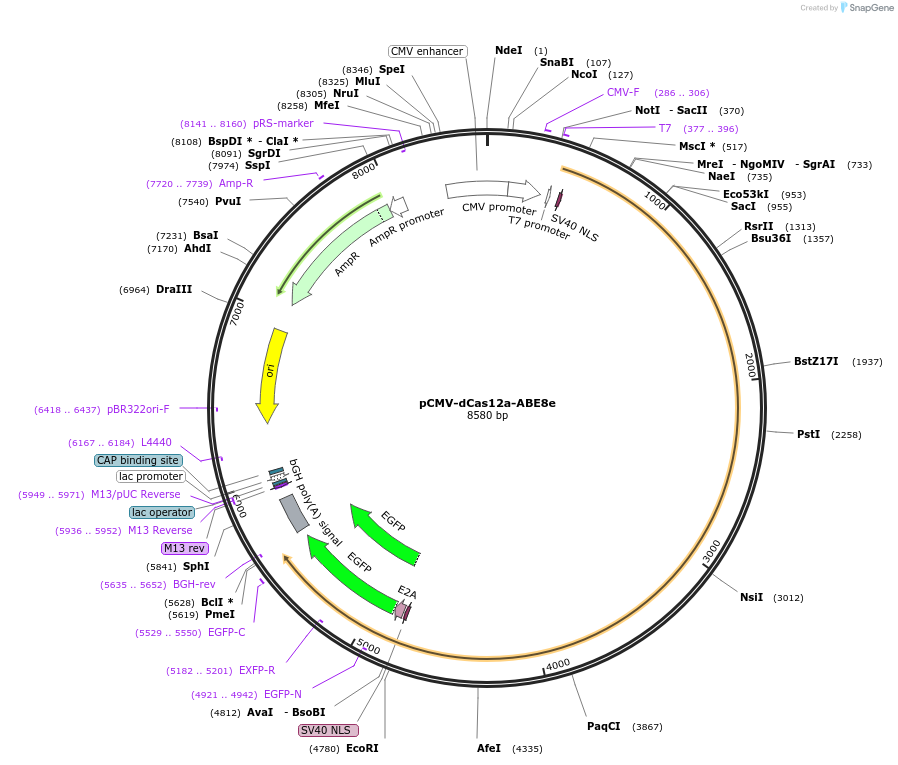193645-plasmid-map-sequence-id-421948