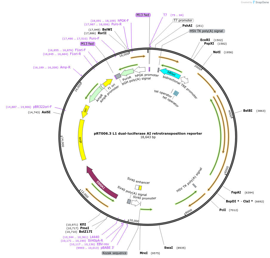 213031-plasmid-map-sequence-id-422025