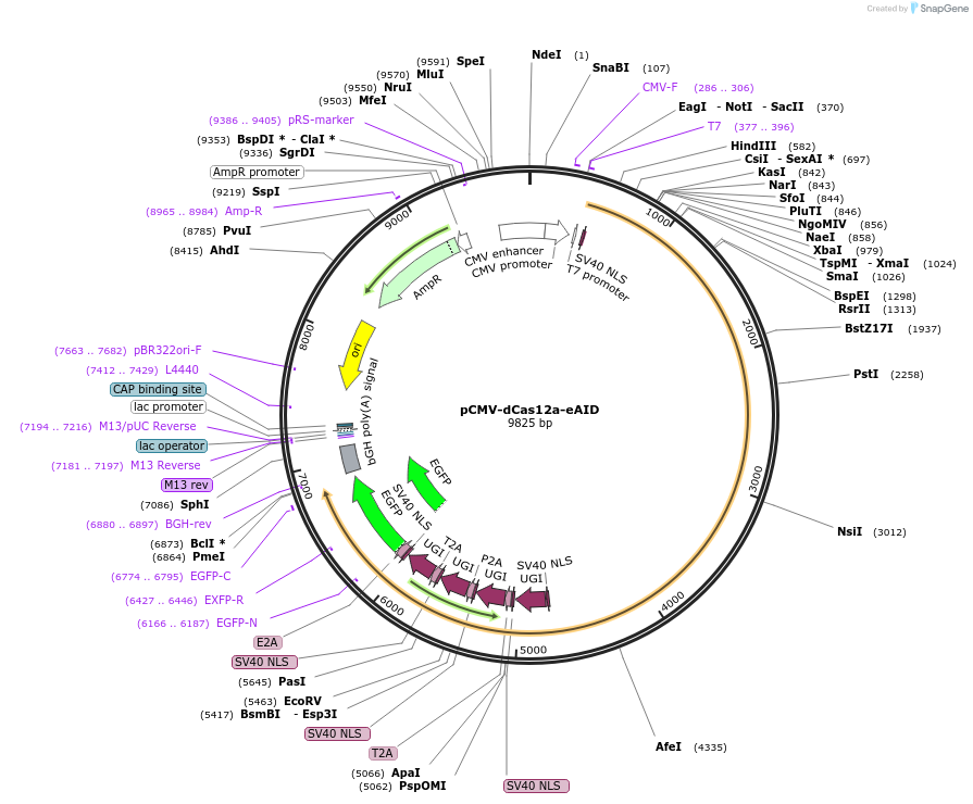 193650-plasmid-map-sequence-id-422061