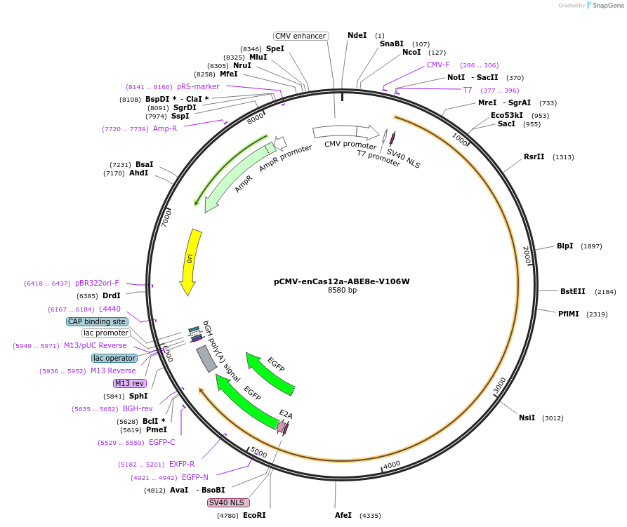 193653-plasmid-map-sequence-id-422063