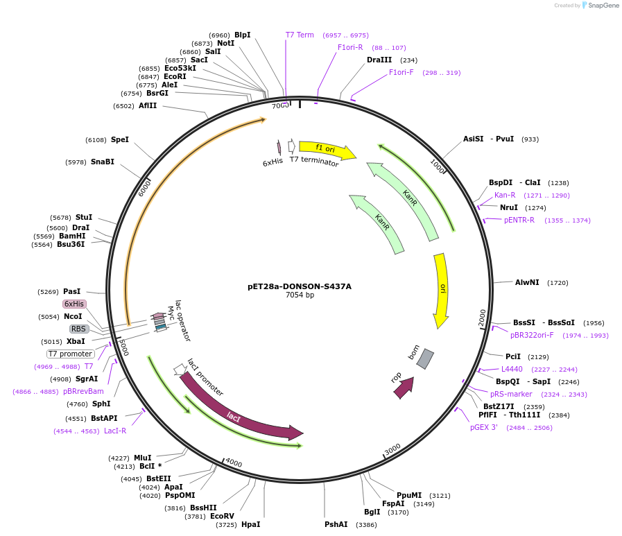 208803-plasmid-map-sequence-id-422075