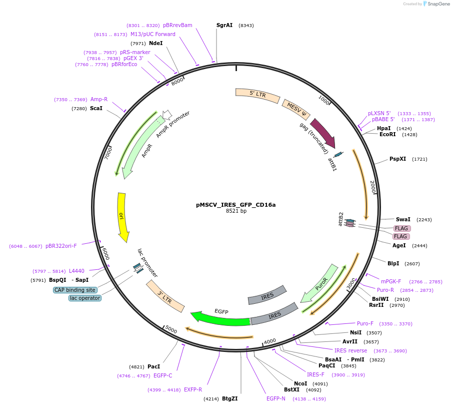 196189-plasmid-map-sequence-id-422103