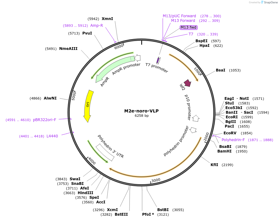 201192-plasmid-map-sequence-id-422105