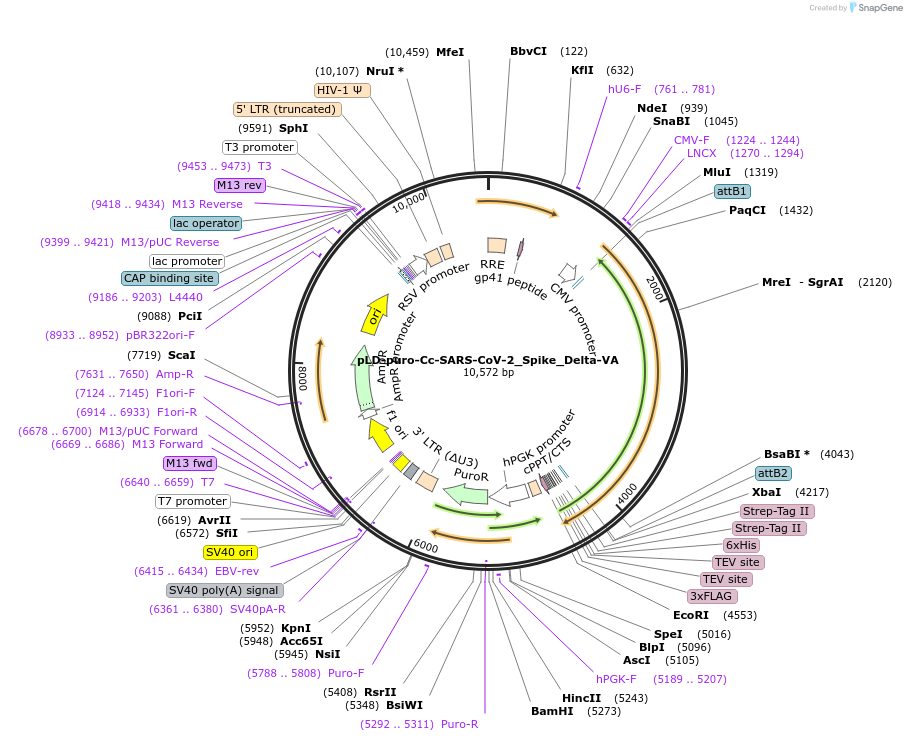 191219-plasmid-map-sequence-id-422106