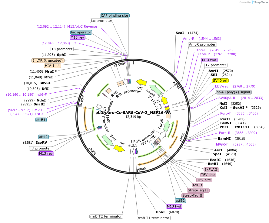 191215-plasmid-map-sequence-id-422110