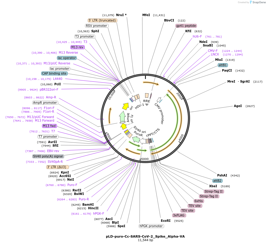 191217-plasmid-map-sequence-id-422113
