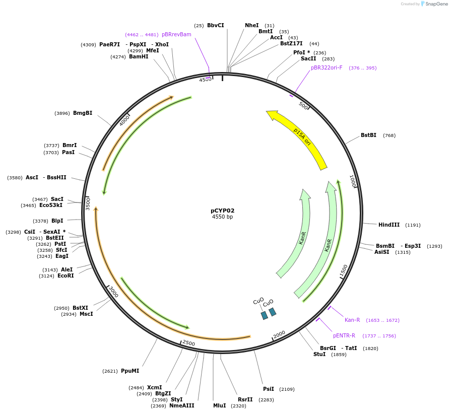 212835-plasmid-map-sequence-id-422115