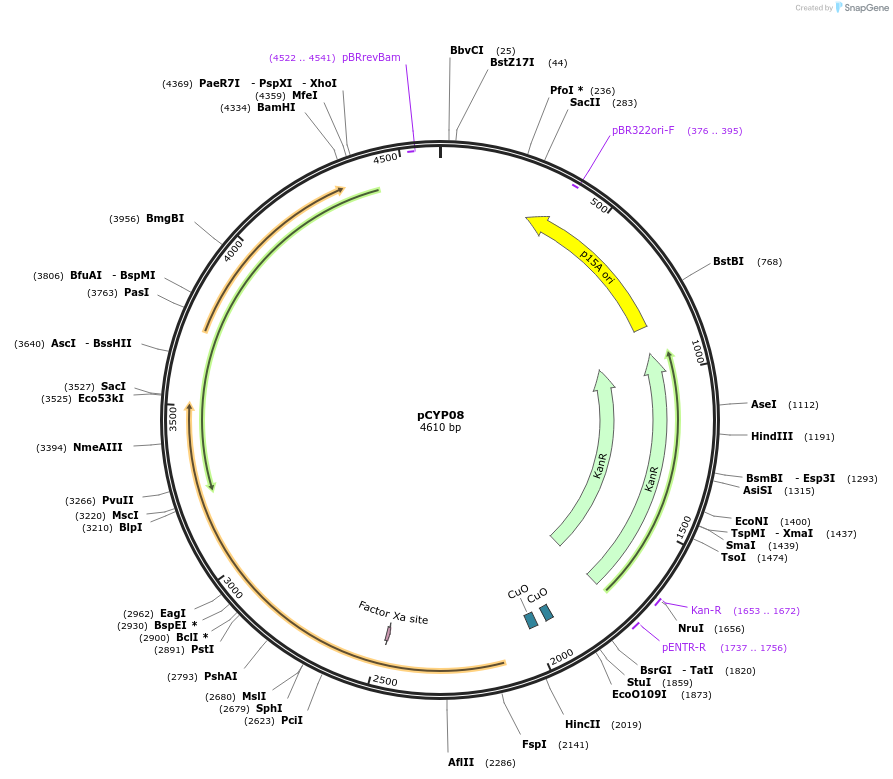 212841-plasmid-map-sequence-id-422119