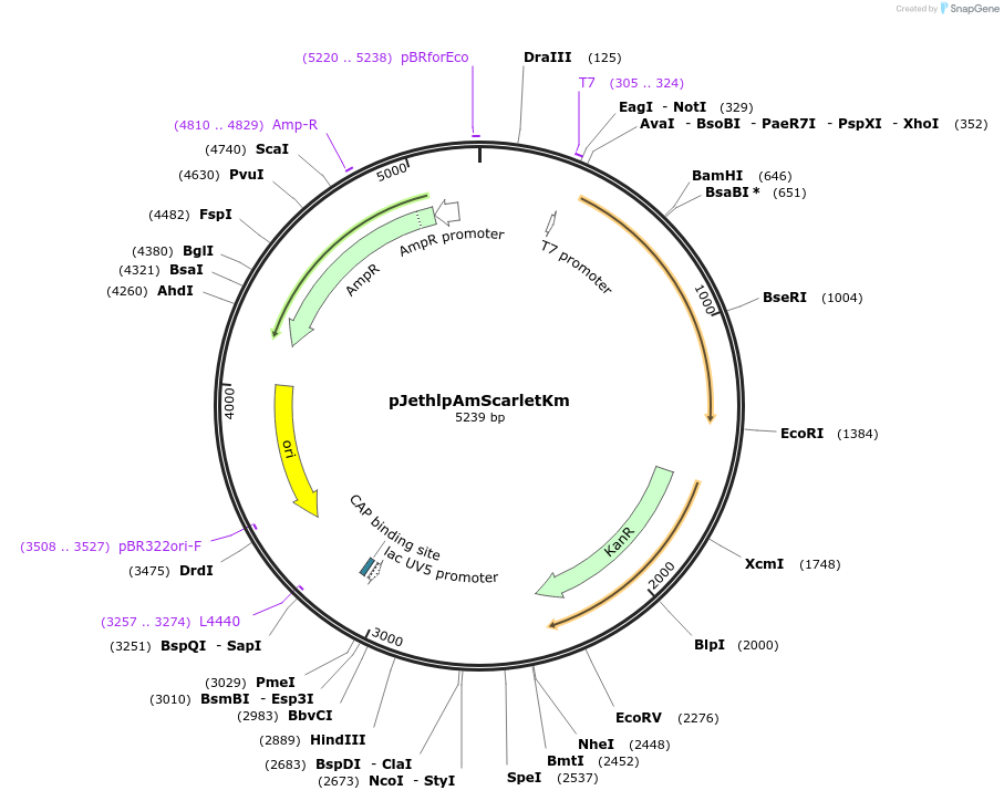 206820-plasmid-map-sequence-id-422131