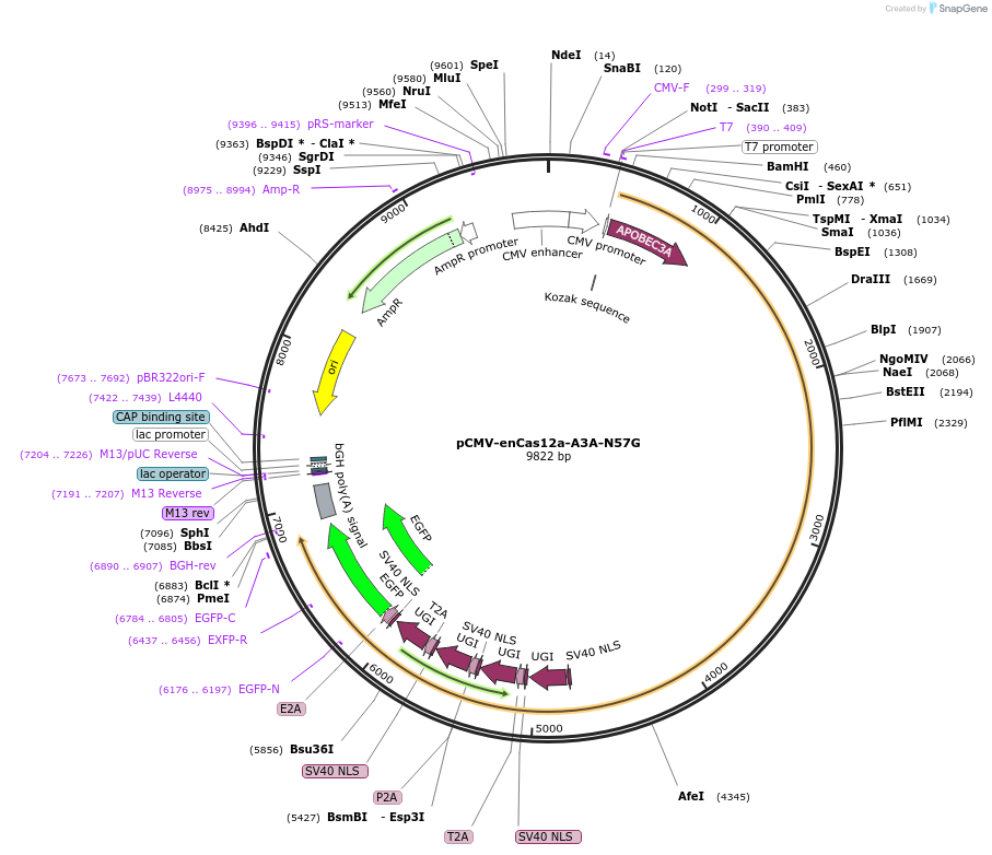 193651-plasmid-map-sequence-id-422137