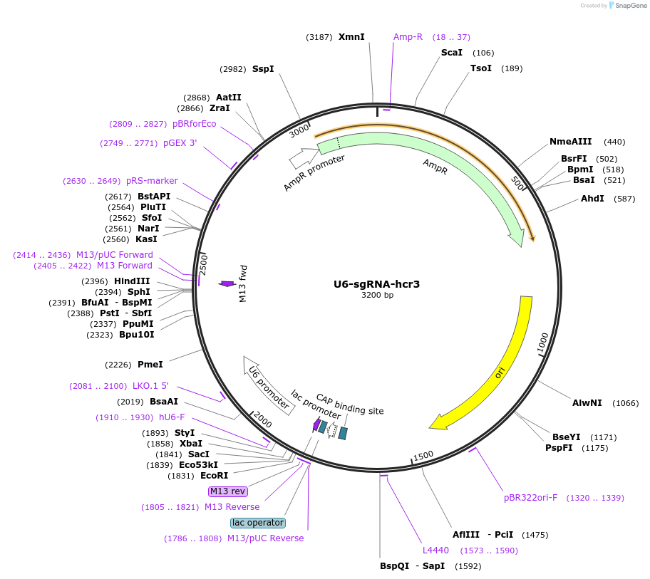 193660-plasmid-map-sequence-id-422140