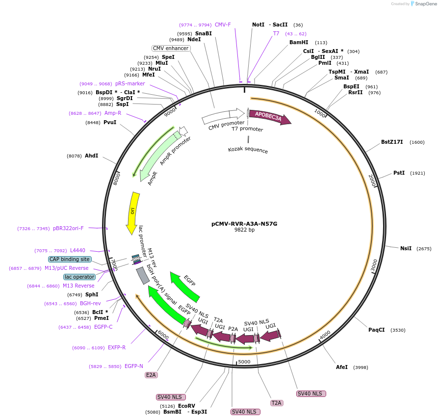 193657-plasmid-map-sequence-id-422142