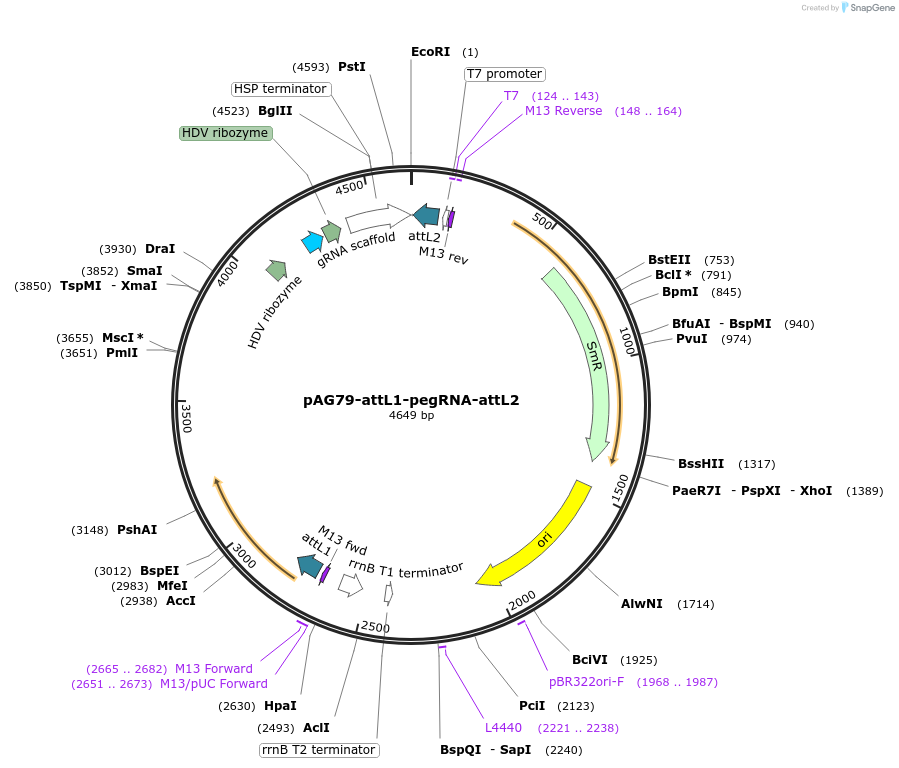 213050-plasmid-map-sequence-id-422146