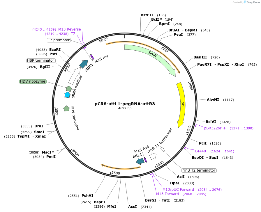 213051-plasmid-map-sequence-id-422148