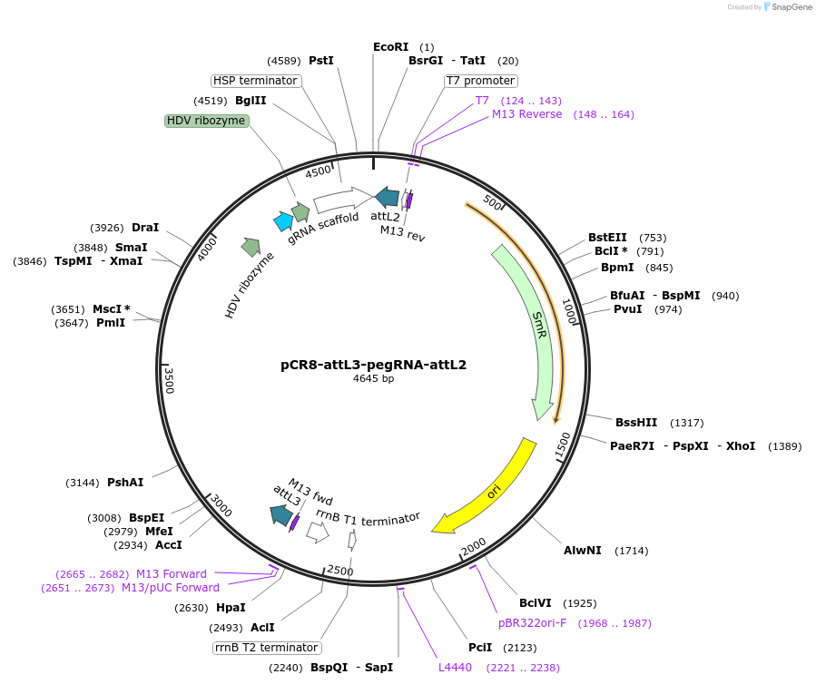 213052-plasmid-map-sequence-id-422150