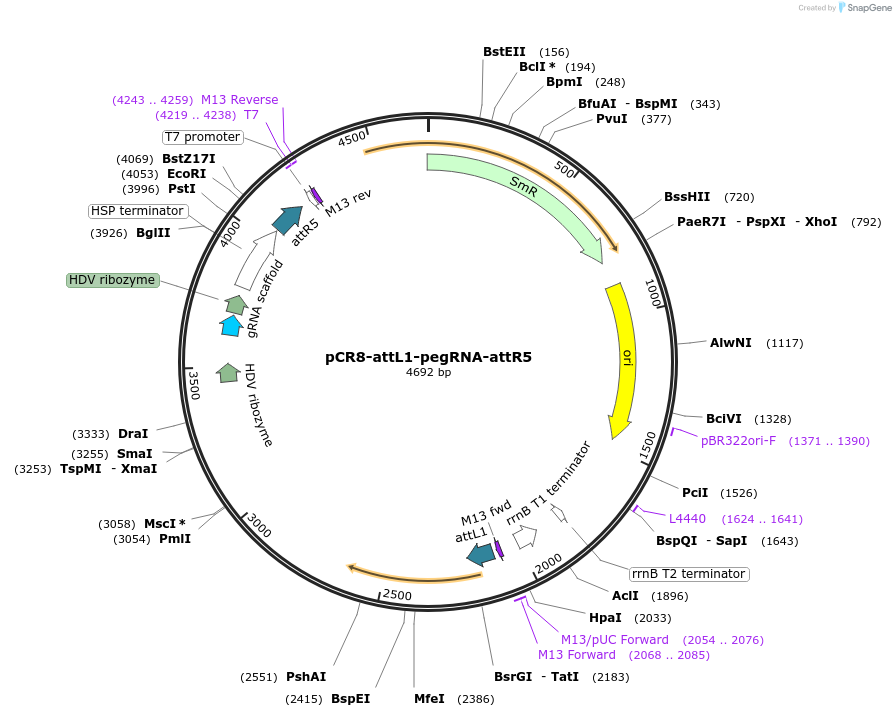 213053-plasmid-map-sequence-id-422153