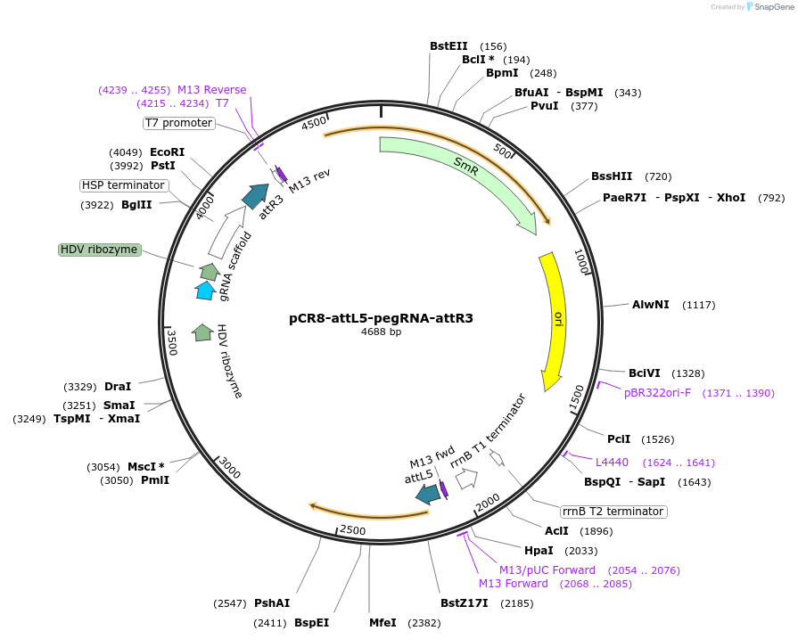 213054-plasmid-map-sequence-id-422158