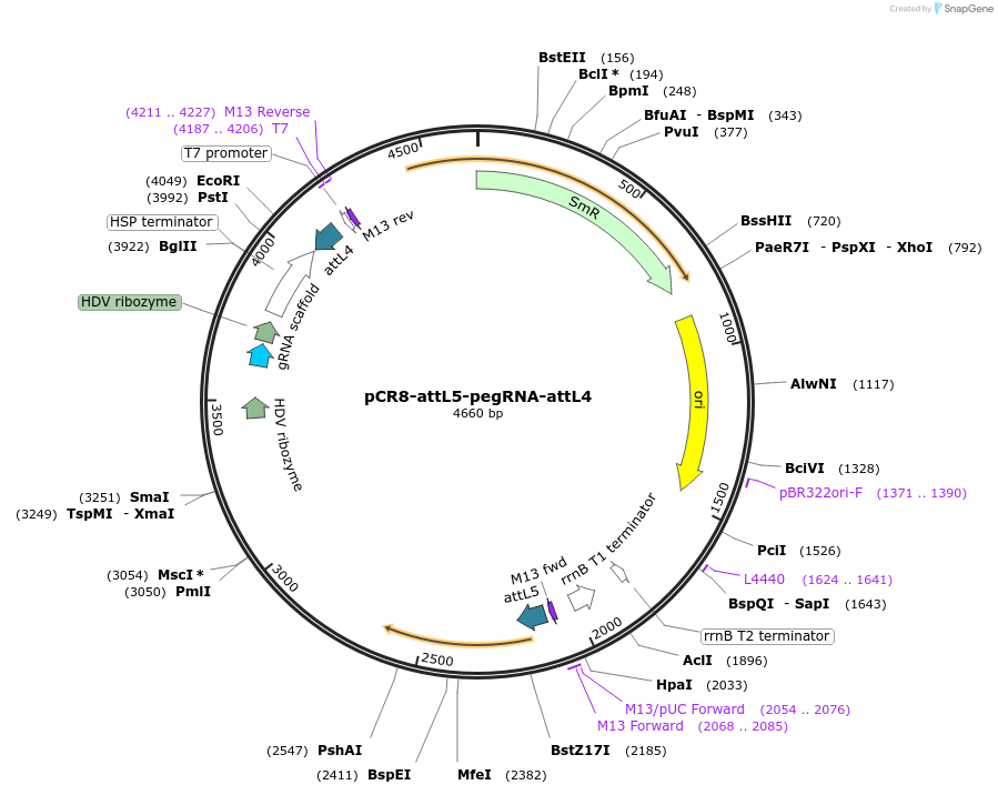 213055-plasmid-map-sequence-id-422160