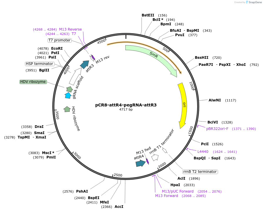 213056-plasmid-map-sequence-id-422161