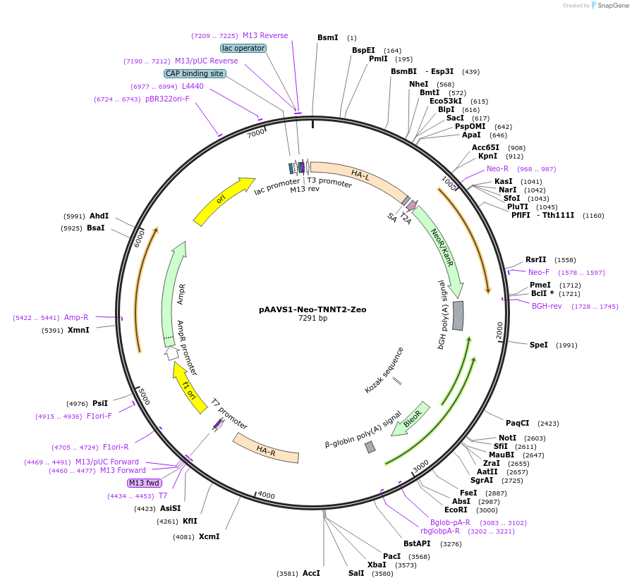 214017-plasmid-map-sequence-id-422163