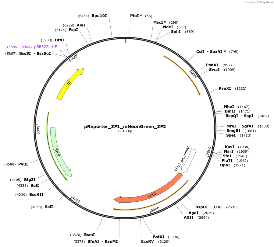 213835-plasmid-map-sequence-id-422166