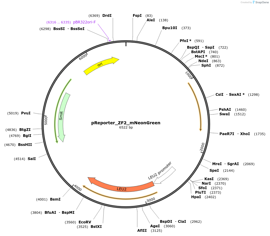213841-plasmid-map-sequence-id-422167