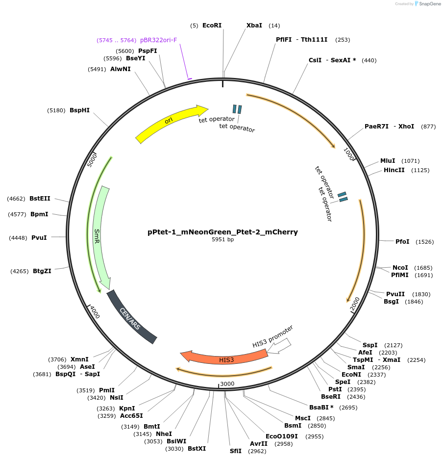 213839-plasmid-map-sequence-id-422172