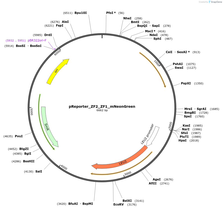 213834-plasmid-map-sequence-id-422184